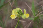 Hairy cowpea